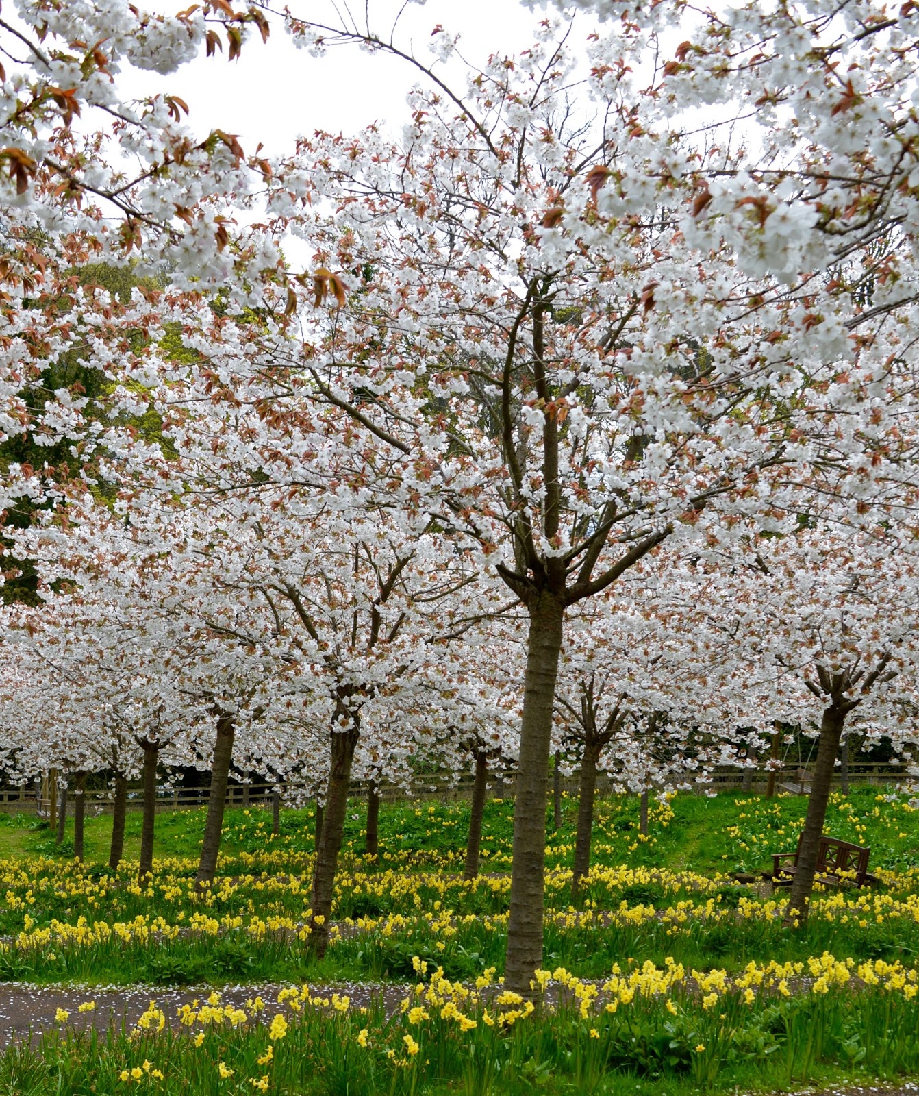 The Cherry Blossom Orchard at The Alnwick Garden North East Family Fun