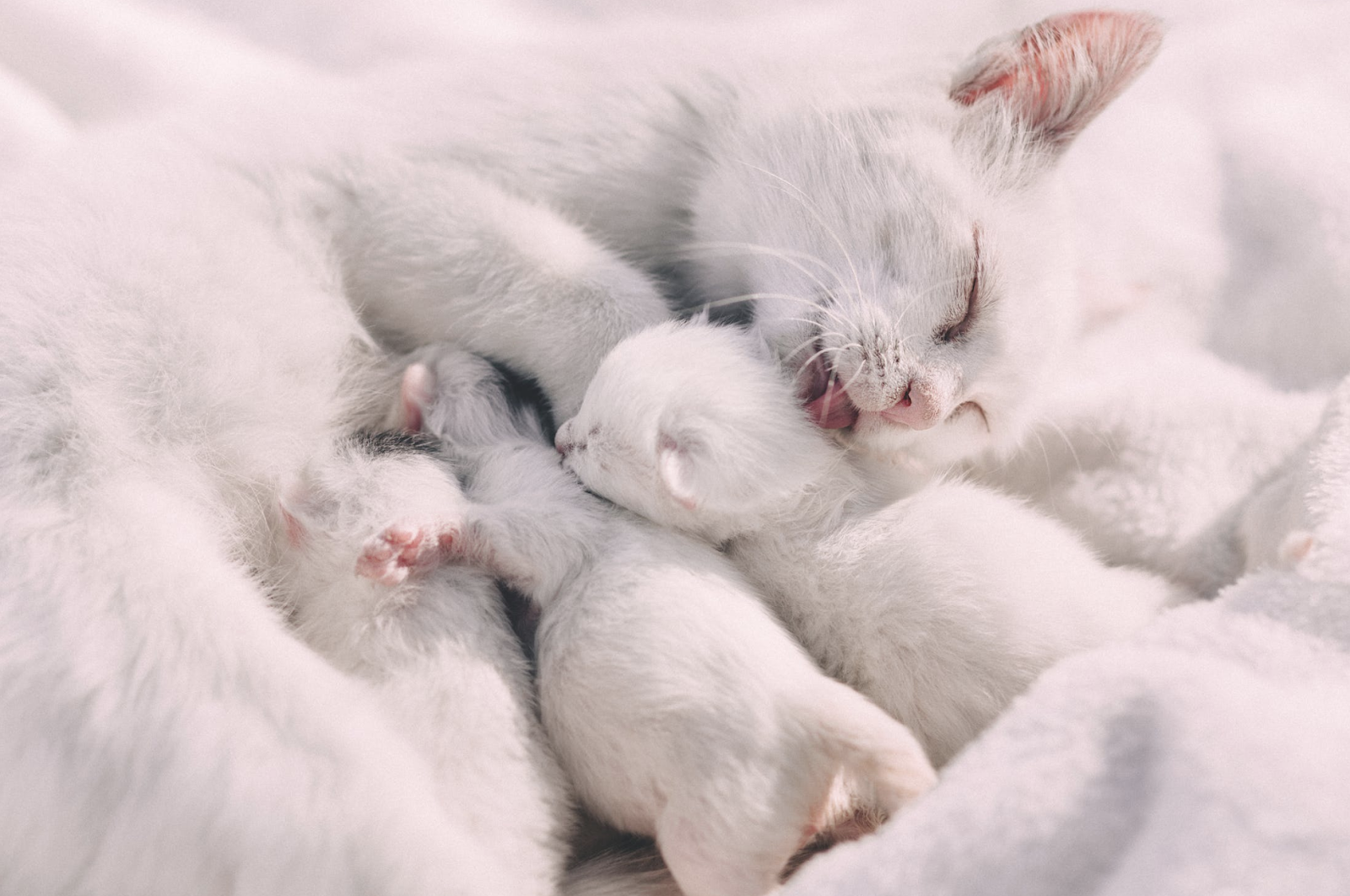 Guide To Take Care Of Newborn 4 Weeks Kittens Without A Mother