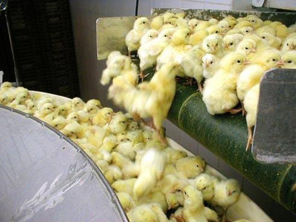 цыплята на конвейере. цыплята бройлеры клеточного. бройлеры на птицефабрике. почему уничтожают цыплят на птицефабриках. почему уничтожают цыплят на птицефабриках.