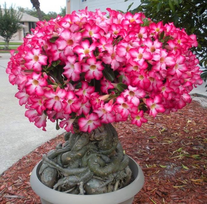 Desert Rose Plant Adenium Bonsai Adenium Look Beautiful