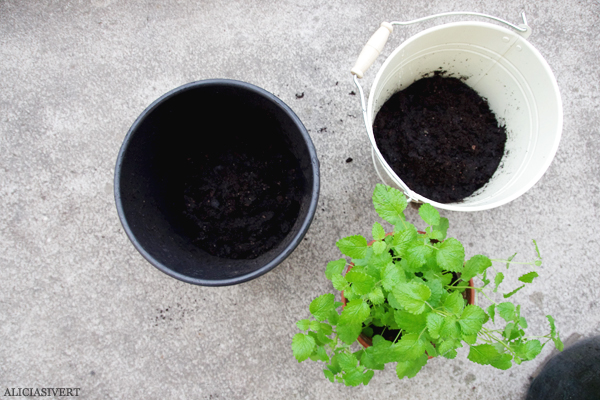 aliciasivert, alicia sivert, alicia sivertsson, odling, plantera, änglamark, ekologisk potatis, änglamarks ekologiska odlingsjord, kruka, skott, potatis, potatisplanta, gro, grodd, hink, kruka, balkong