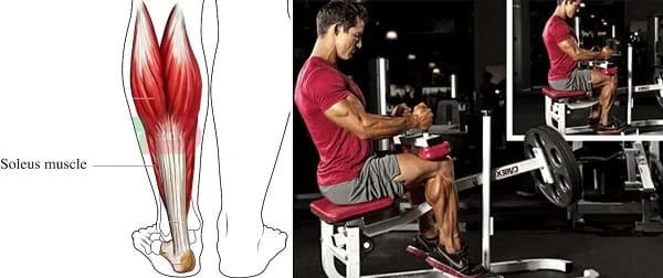 تعرف على تشريح عضلات الرِّجل لكمال الأجسام إضافة إلى تمارين عضلات الرجل + تقسيم عضلات الرجل وكذا تشريح عضلة الرجل فضلا عن عضلات الساق الأمامية ..
