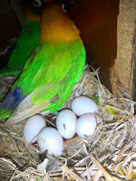 Telur lovebird yang bagus Telur lovebird yang bagus