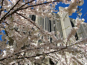 Prunus serrulata Japanese flowering cherry tree blooms in foreground with University of Toronto Robarts Library in background by garden muses: a Toronto gardening blog 