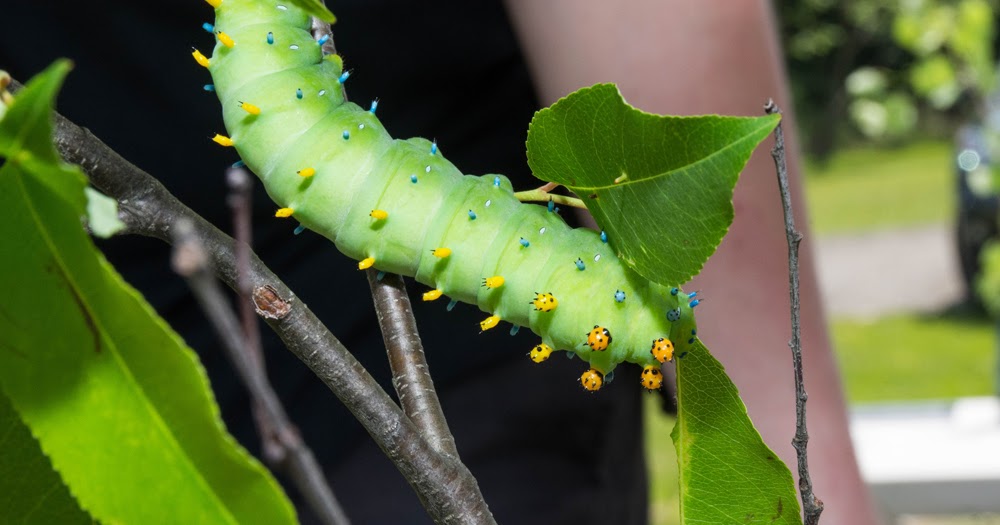 The World Of Caterpillars Visited Weathersfield Proctor Library 
