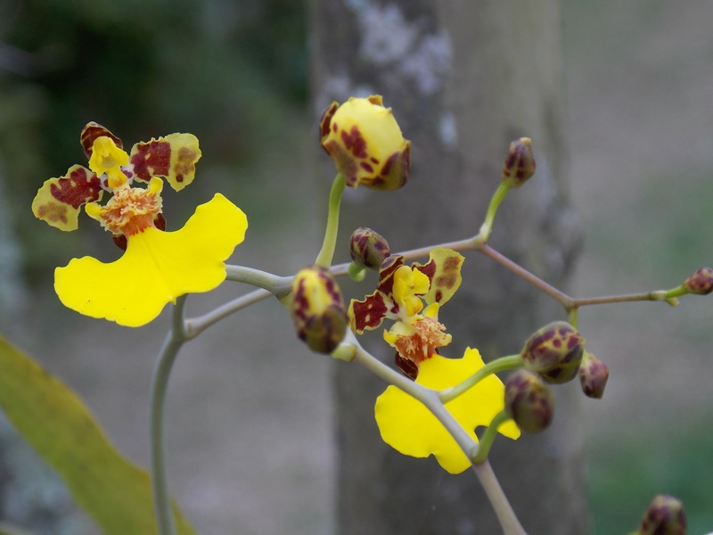 Grow and care Oncidium flexuosum orchid - The Bent Oncidium | Travaldo