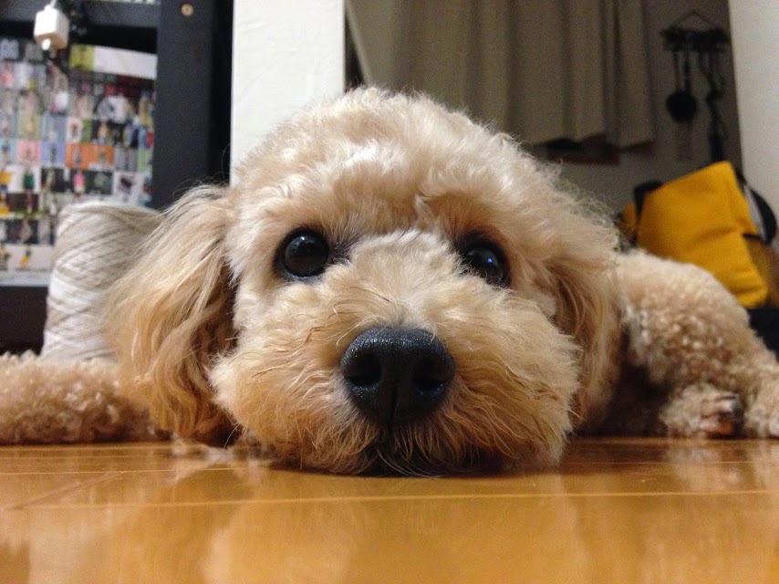 Pienene 犬の毛で編み物 アランの帽子 Arctic １