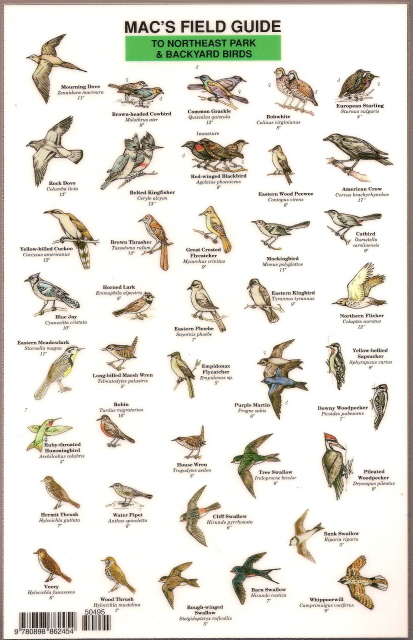 Bird In Everything Birds Of The Northeast Identification Bird In Everything Birds Of The Northeast Identification