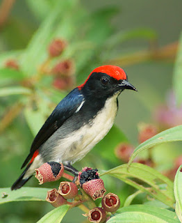 Suara Cabe Merah Gacor Untuk Memaster Burung Suara Cabe Merah Gacor Untuk Memaster Burung