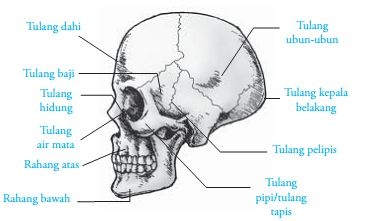Tulang baji merupakan bagian dari rangka