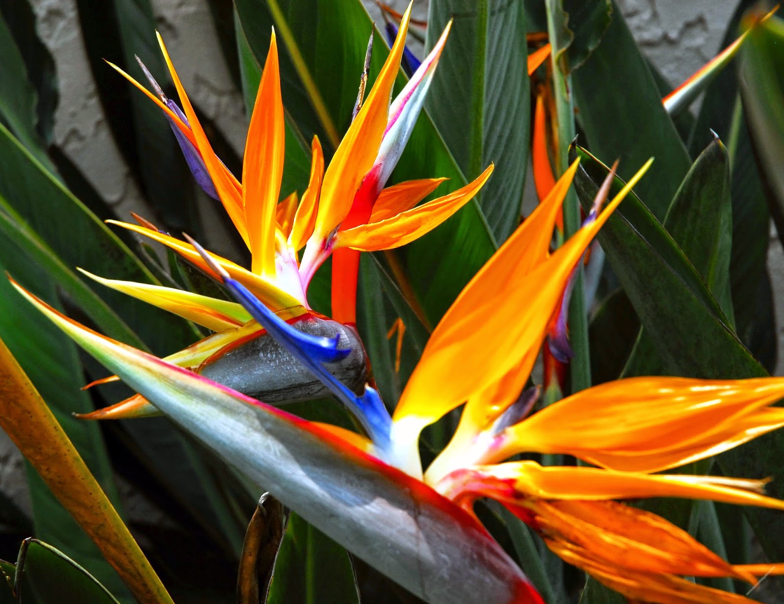 HOW TO OVERWINTER BIRD OF PARADISE PLANTS 