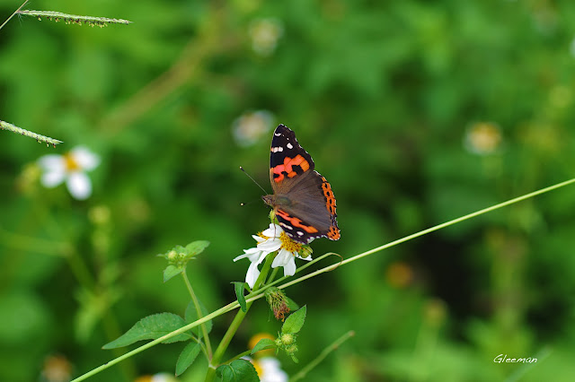 雞南山散步，紅蛺蝶