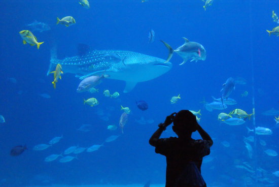 25 melhores aquários do mundo