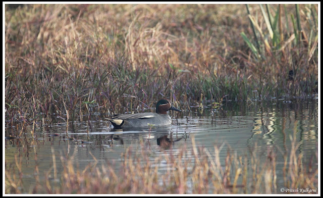 Common Teal at Bharatpur Common Teal at Bharatpur