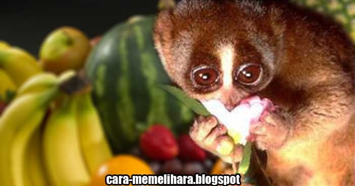 Pakan Untuk Kukang Peliharaan