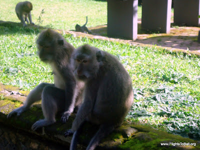 Monkeys at Alas Kedaton Bali Indonesia 3