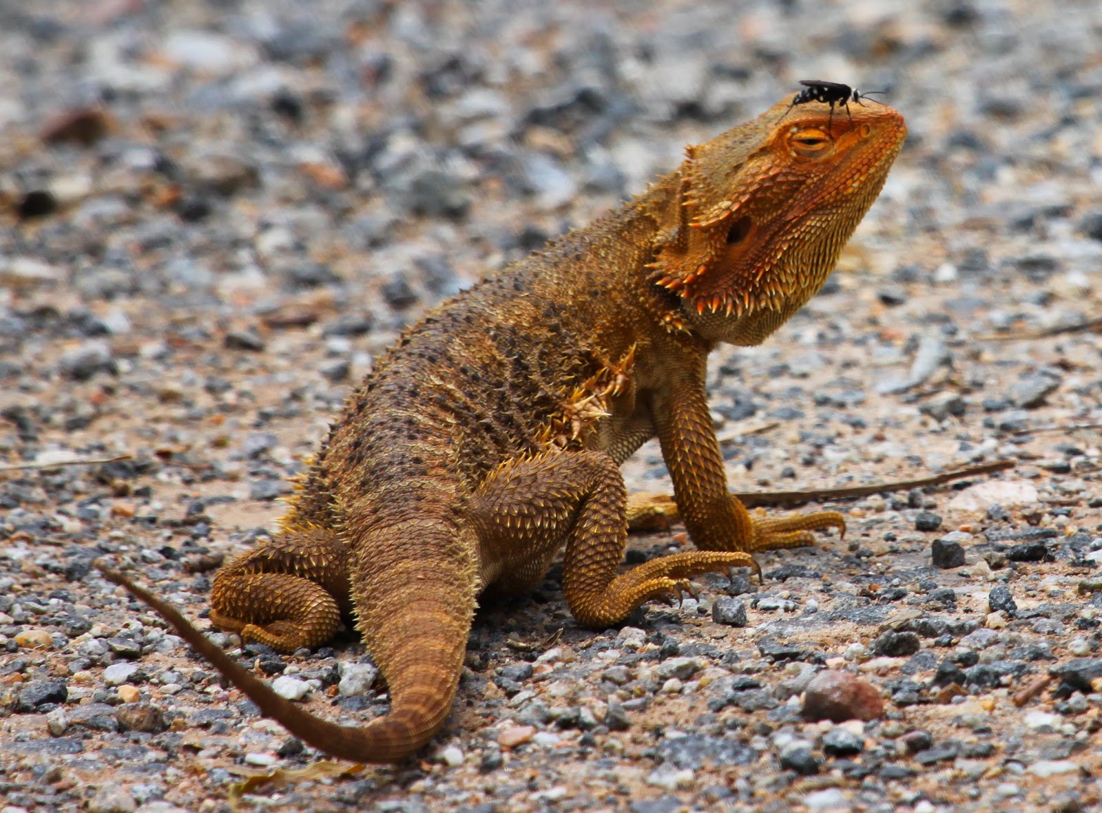 bearded-dragon-parasites-05.jpg