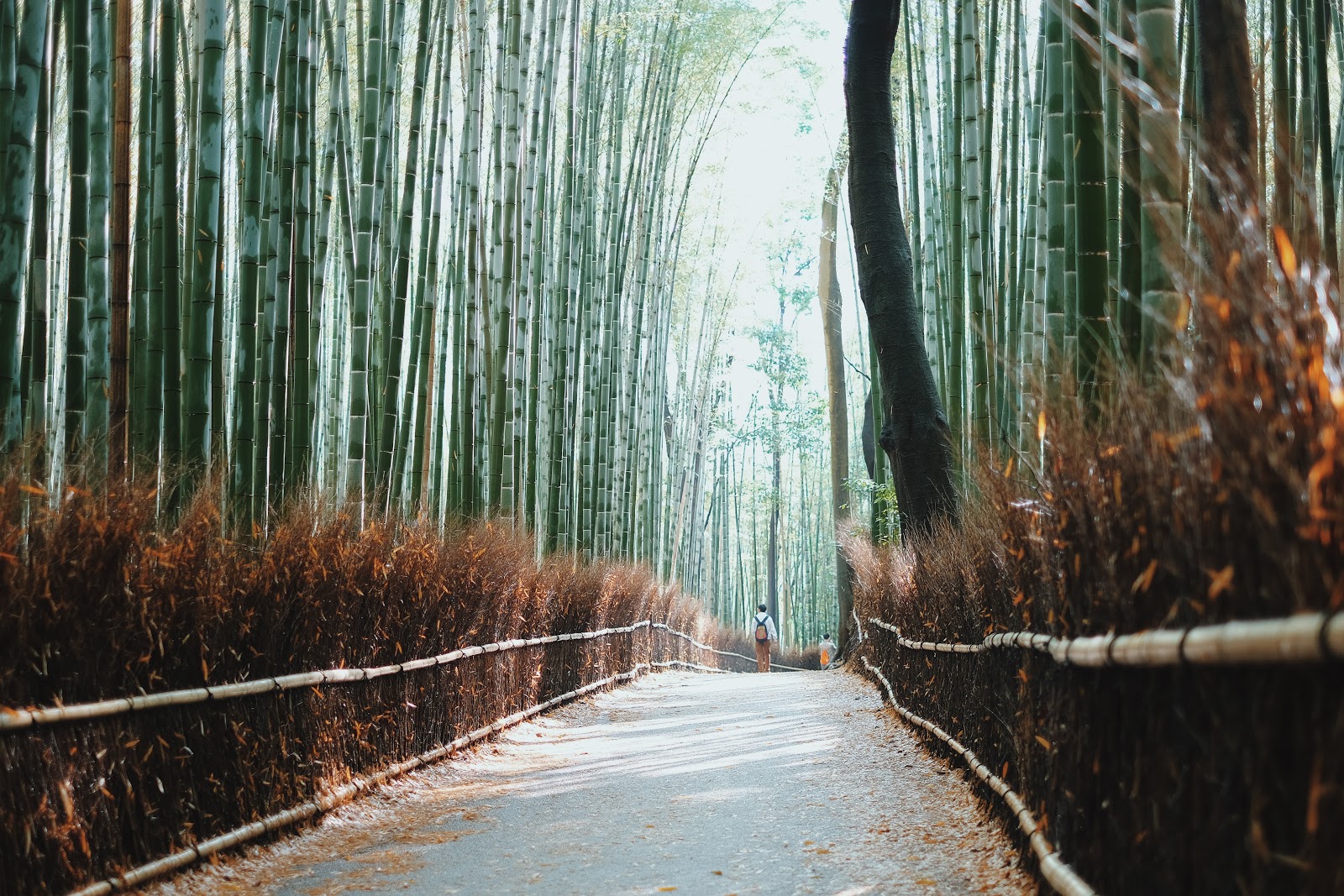 arashiyama bamboo groves kyoto japan arashiyama bamboo