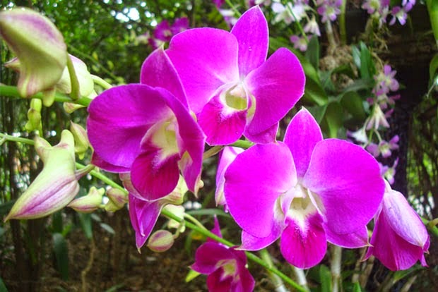  Bunga nan menawan bagus di pandang mata ini juga mempunyai manfaat dan khasiat yang berguna Manfaat Bunga Anggrek Untuk Kesehatan