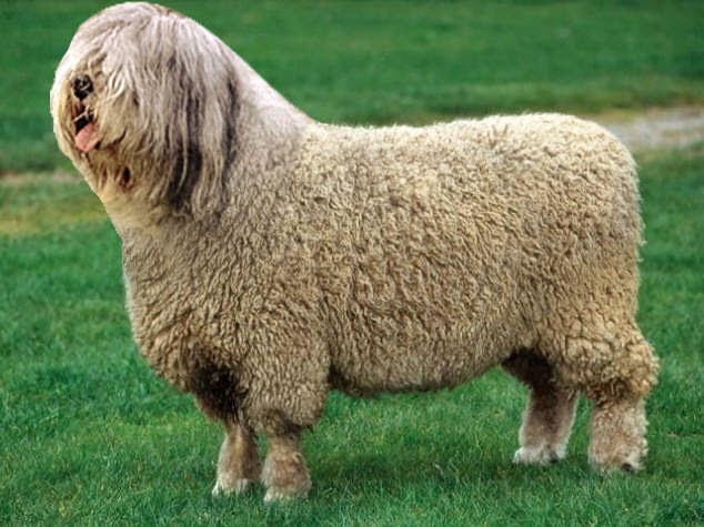 23-Sheepdog-reddit-Animal-Mashups-Lovely-or-Scary-www-designstack-co
