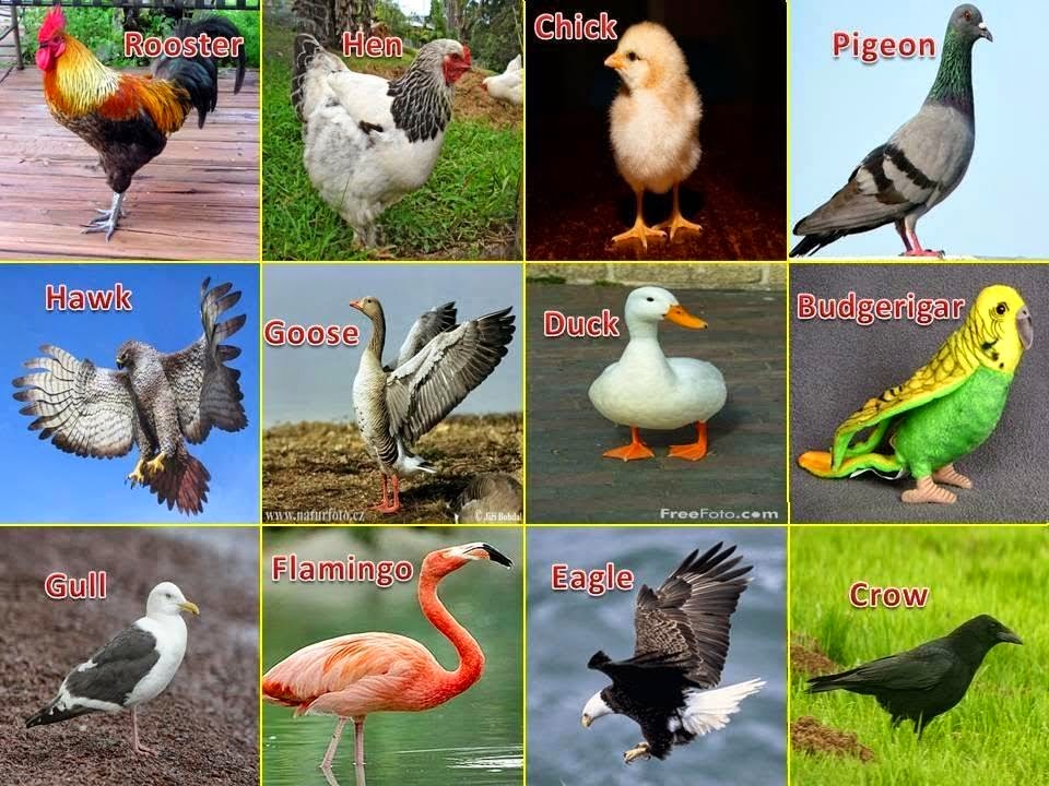 птицы на англ яз. птица по английскому. как пишется по английски птица. карточки птицы на английском. птицы на английском.