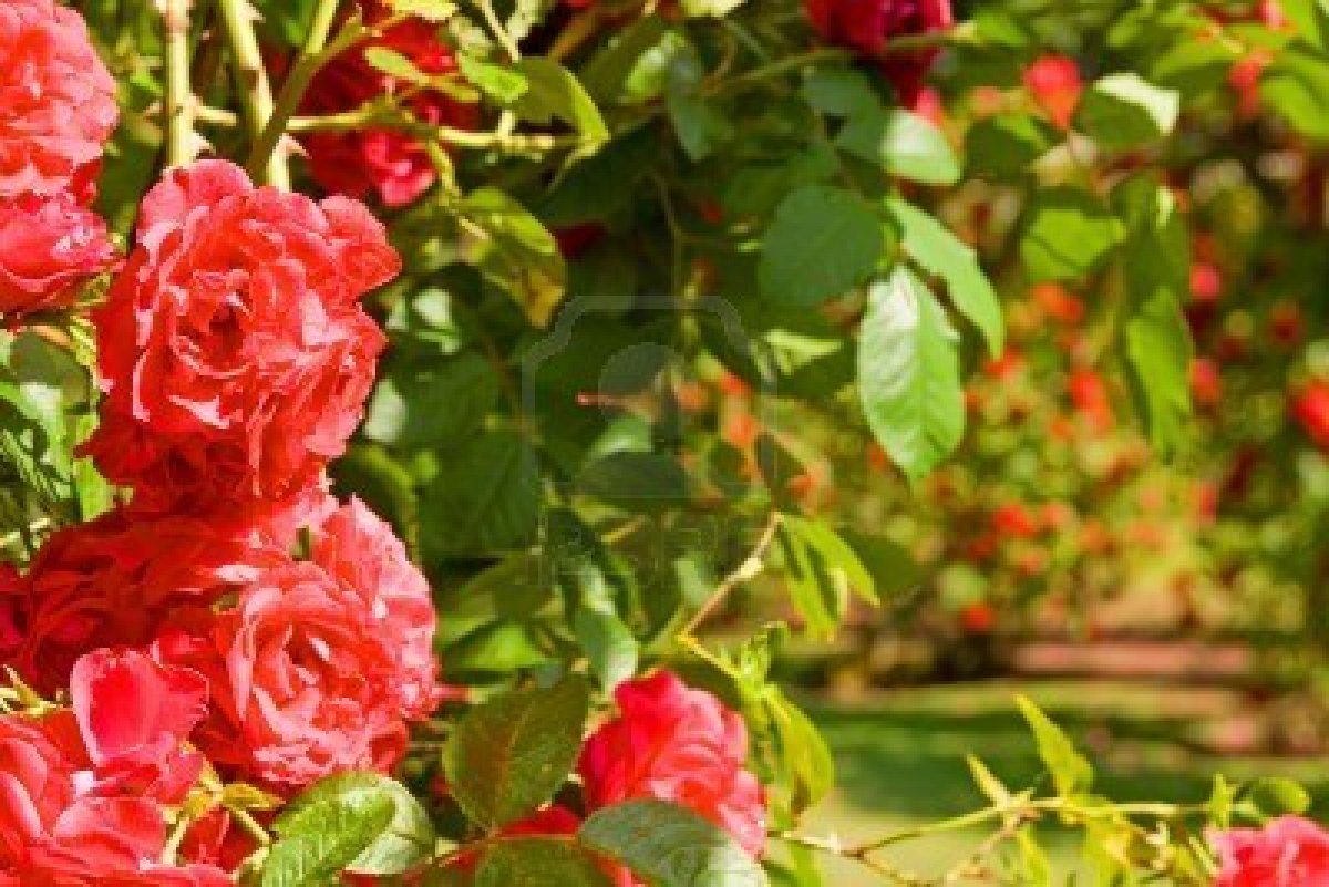 Rose Flower Garden - Flower HD Wallpapers, Images ...
