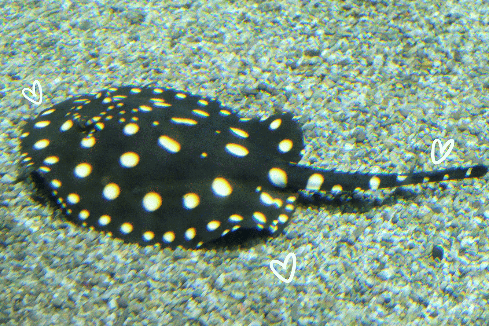 Osaka Aquarium Kaiyukan Polkadot Stingray | www.bigdreamerblog.com