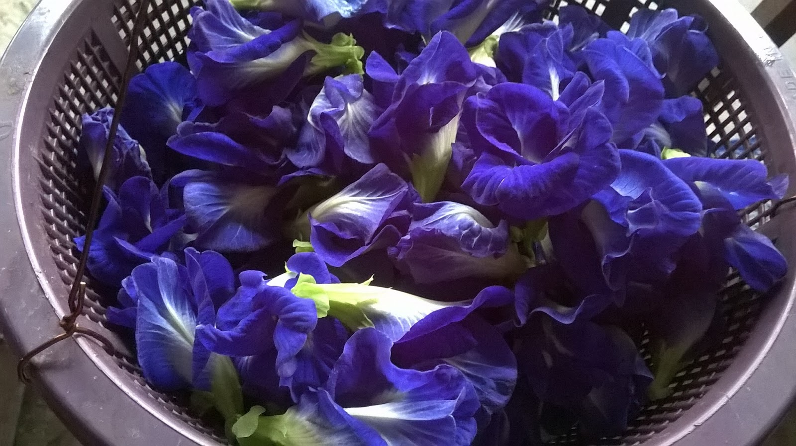 Peaceful Cuisine Recipe 宁静美食谱 Blue Erfly Pea Flower Tea To Make The Tea Boil Water And Pour Boiling Over Dried Flowers Steep Till Color Of Changes Blue