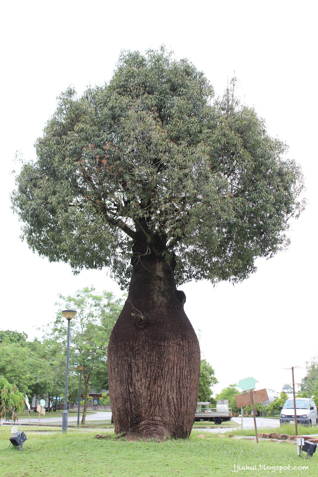 Round Around The Carousel Bottle Tree Park