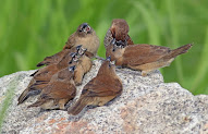 23+ Burung Emprit