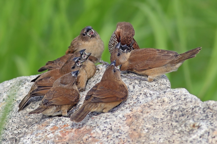 23+ Burung Emprit