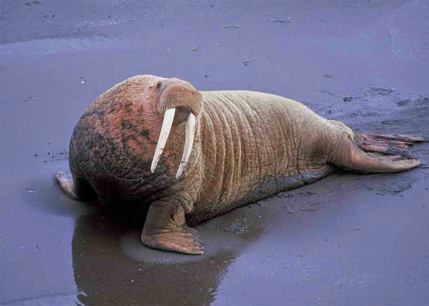 AVEEK- Blogs: Walrus
