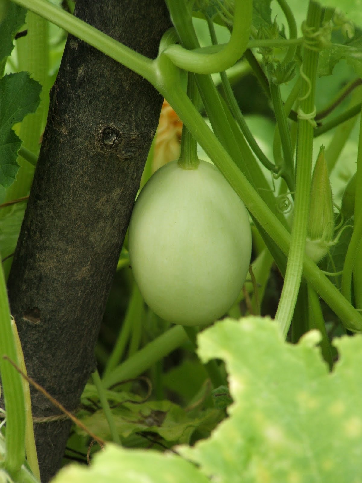 Gourdonville Growing Gourds