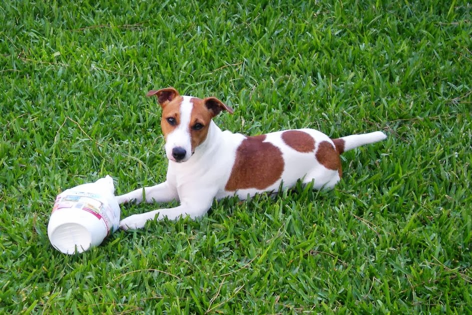 Jack Russell - Puro Terrier: Hoy protagoniza Puro Terrier: Chulo