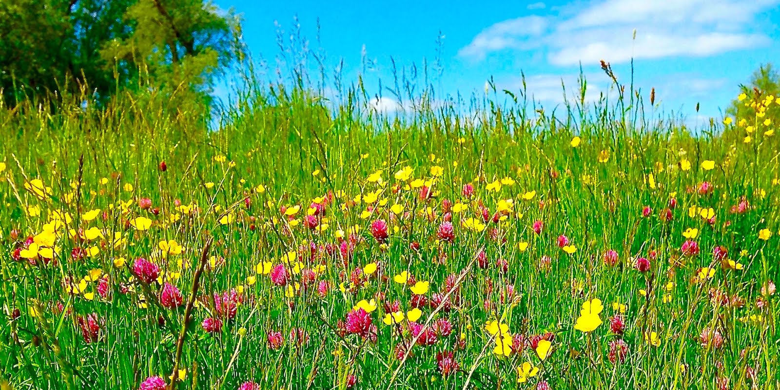 Hemingford Meadow, St Ives