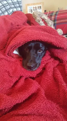 cute dog all wrapped up in red blanket to keep warm