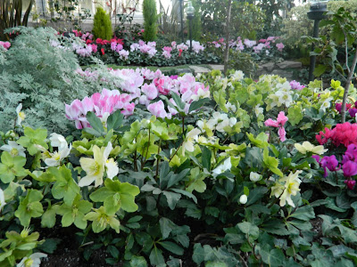 Cyclamen and hellebores at allan gardens christmas flower show 2012 by garden muses: a Toronto gardening blog