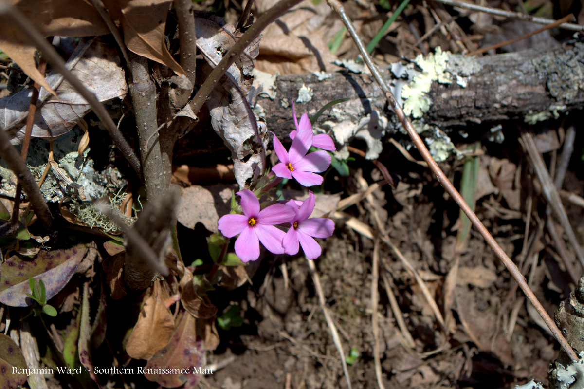 Southern Renaissance Man Jackson River VA Fly Fishing Report (In Pictures)