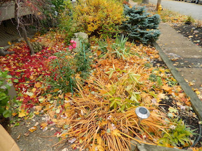 Coxwell-Danforth Toronto Fall Cleanup Front Yard Before by Paul Jung Gardening Services--a Toronto Organic Gardening Company Coxwell-Danforth Toronto Fall Cleanup Front Yard Before by Paul Jung Gardening Services--a Toronto Organic Gardening Company