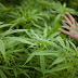 Denuncia a su padre por quemarle la plantación de marihuana Denuncia a su padre por quemarle la plantación de marihuana