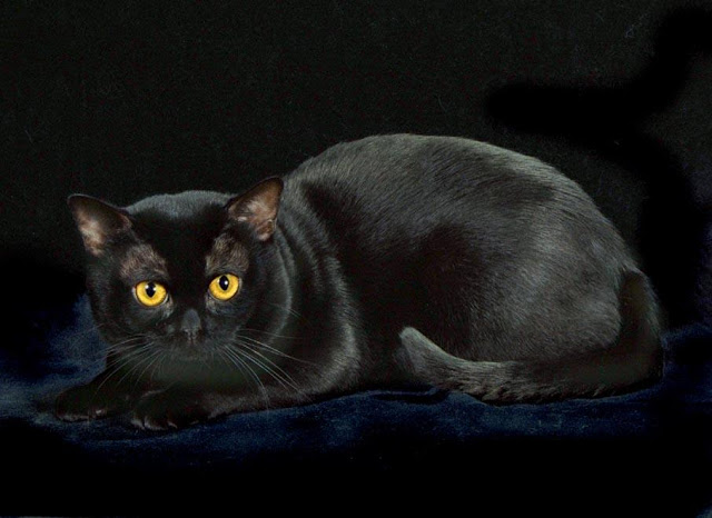 Cute Black Cat Wallpaper | ALL WALLPAPER