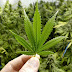 IRCA otorgó nuevos permisos y se producirán 6 mil toneladas de marihuana legal