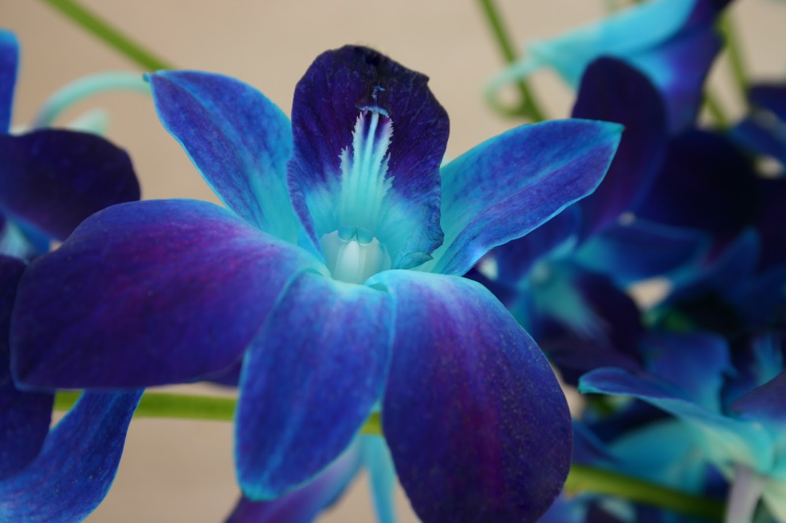 STEMDYED ORCHIDS A work of art made easy Sowing the Seeds