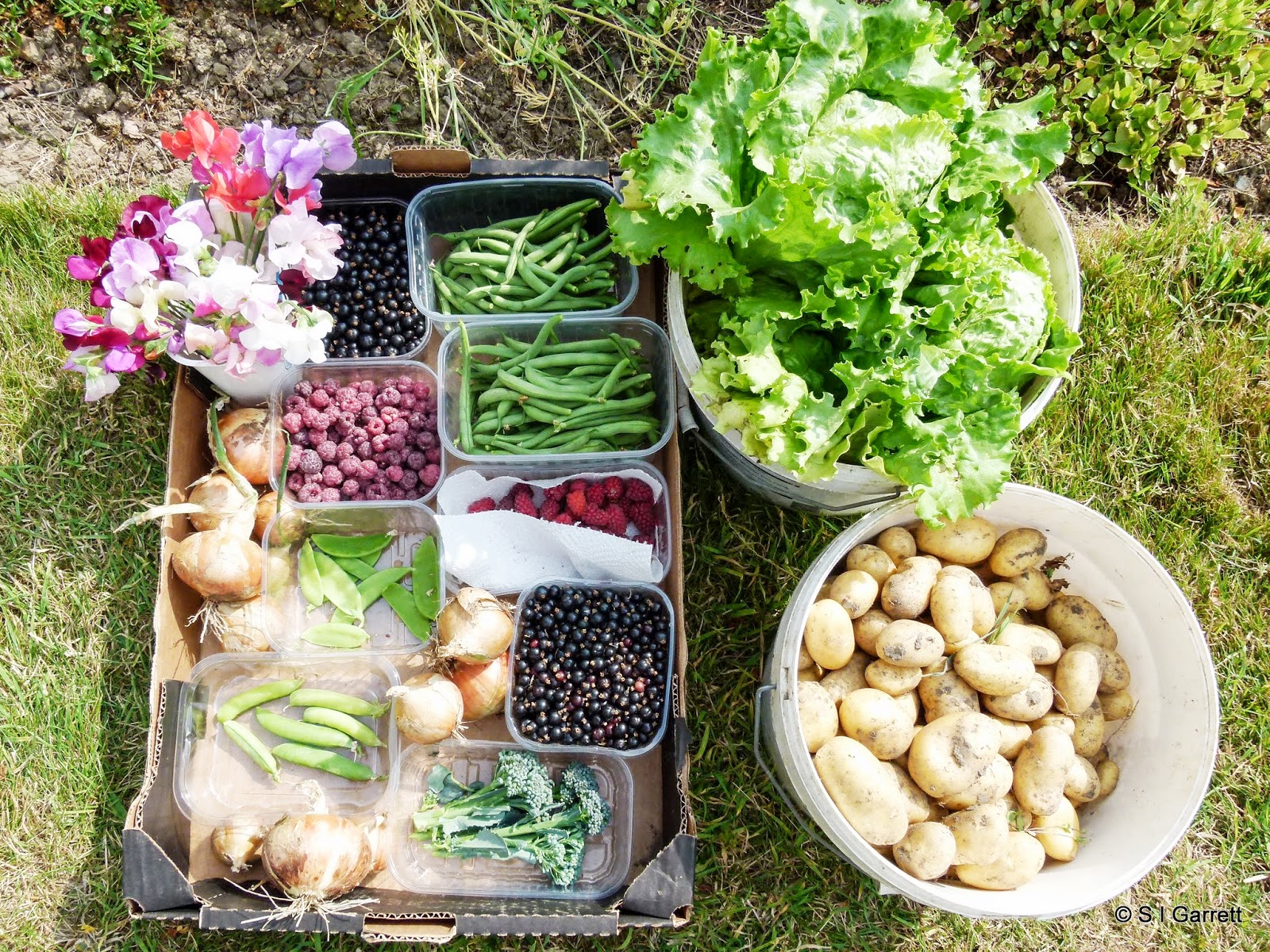 Our Plot at Green Lane Allotments Allotments are real gardens.