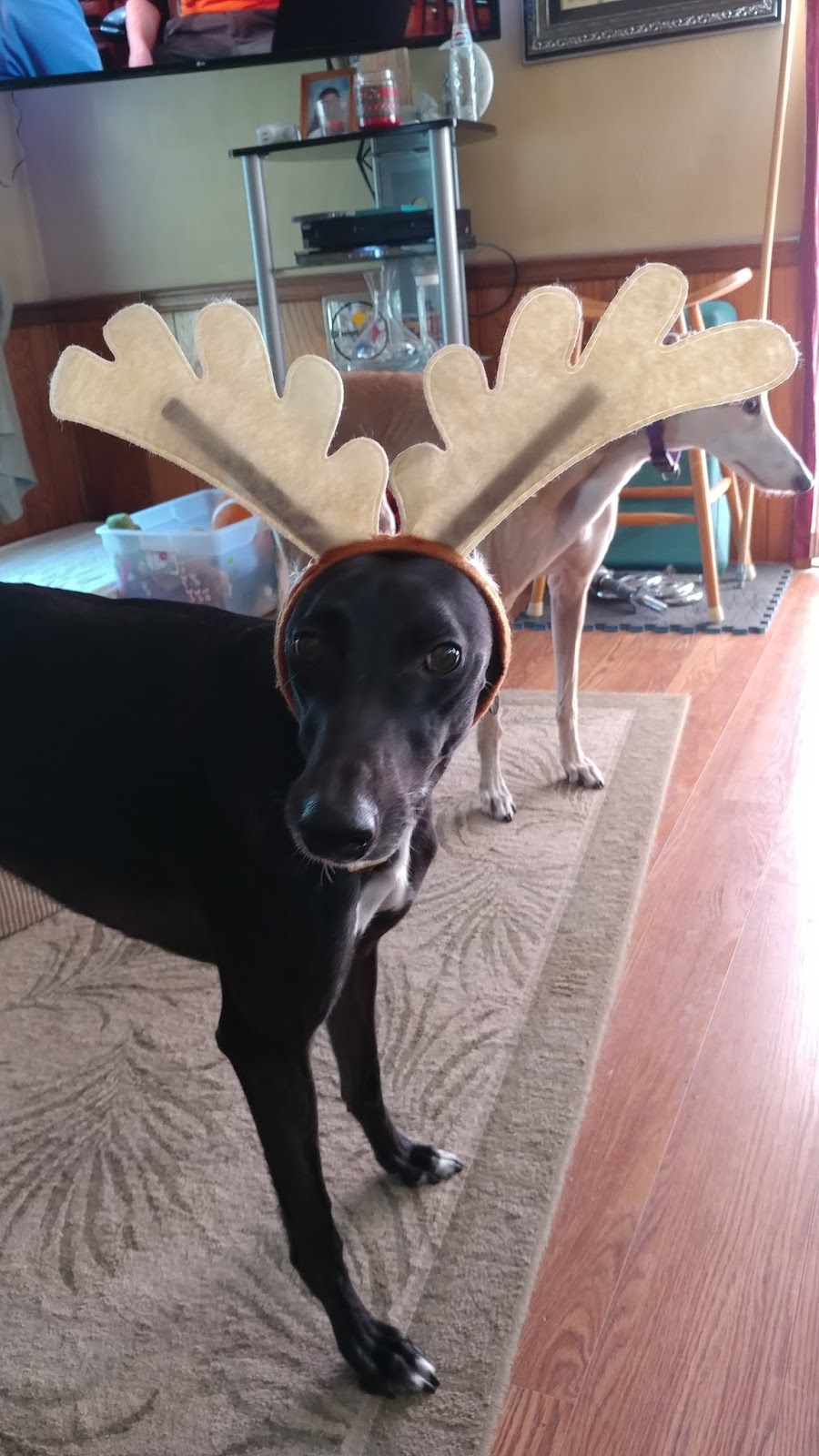 Greyt Expectations Greyhound Rescue Raven 10/15 Dressup