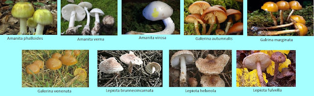 setas hepatotóxicas imágenes de setas hepatotóxicas