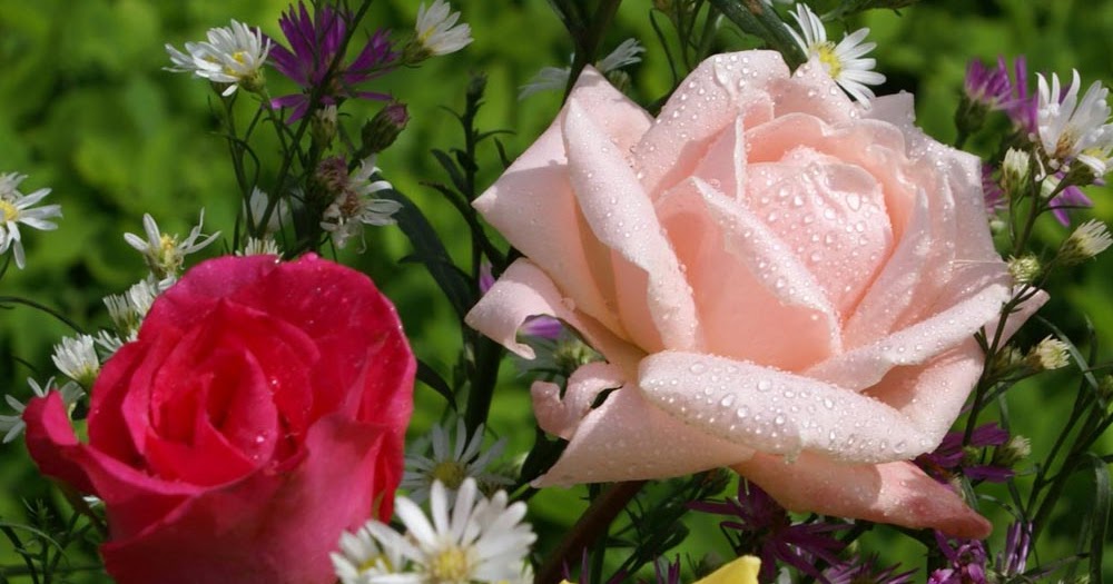 Flores & Cores Ornament SIGNIFICADO CORES DAS ROSAS Flores & Cores Ornament SIGNIFICADO CORES DAS ROSAS