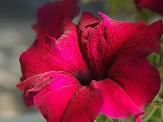Las flores más bonitas del mundo | Flor de Capomo