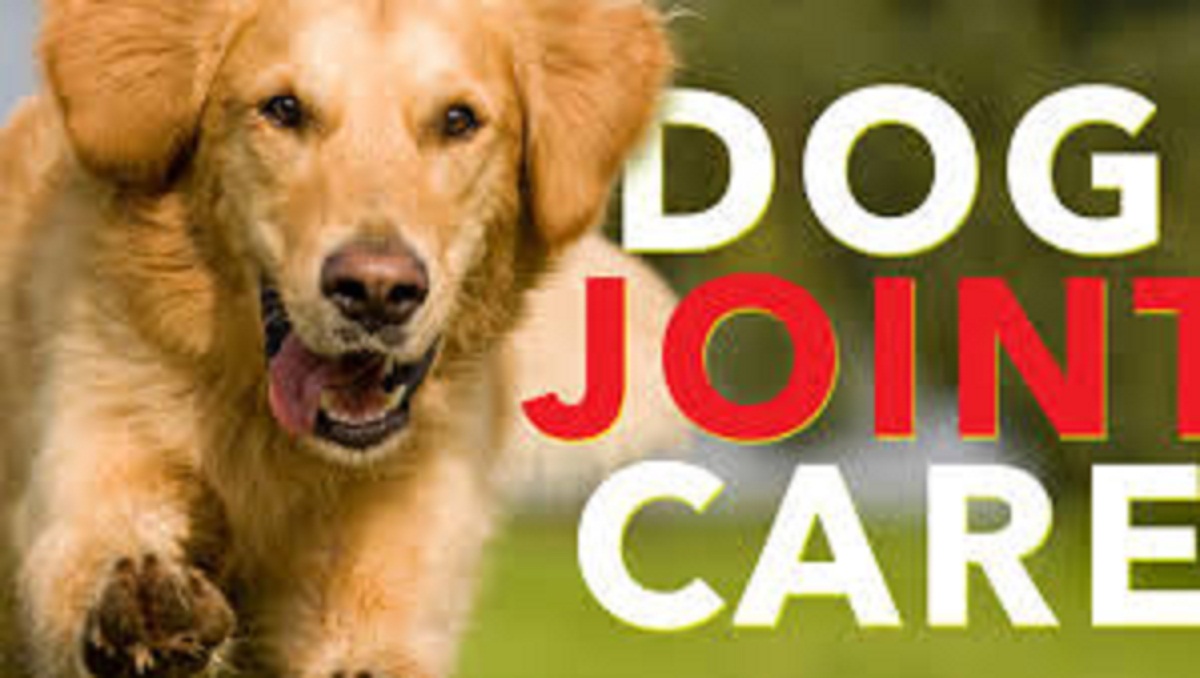 Tips to Help Your Dog Joint Health Doglopedix