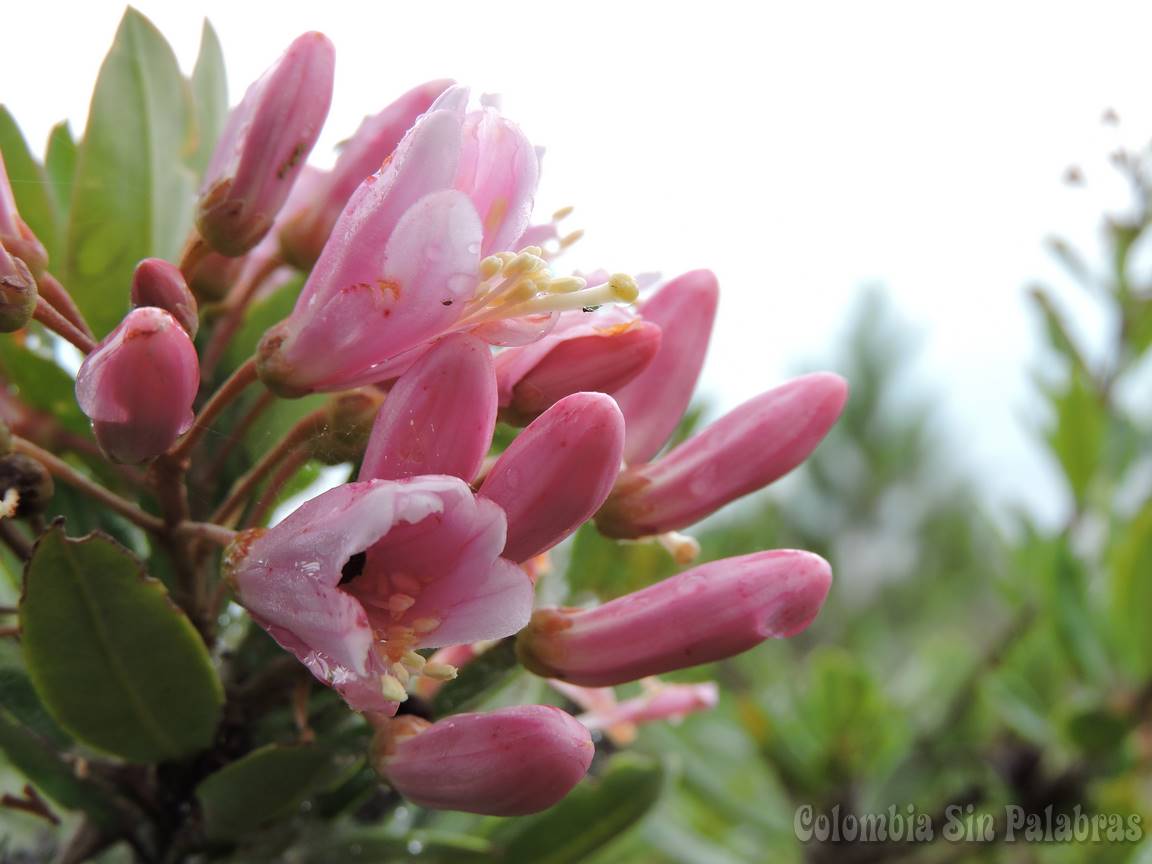 Flores flores del cerro